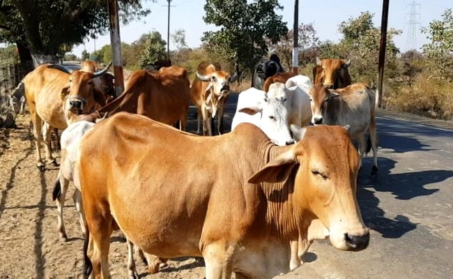 In A First, India To Conduct Online Exam On Cow Science On February 25