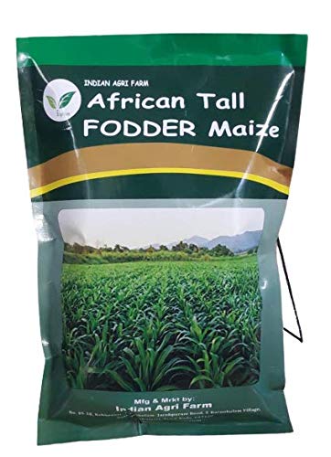 IAgriFarm African Tall Maize/Fodder Maize/Makka (Zea Mays) Fodder Seeds Pack of 1 Kg