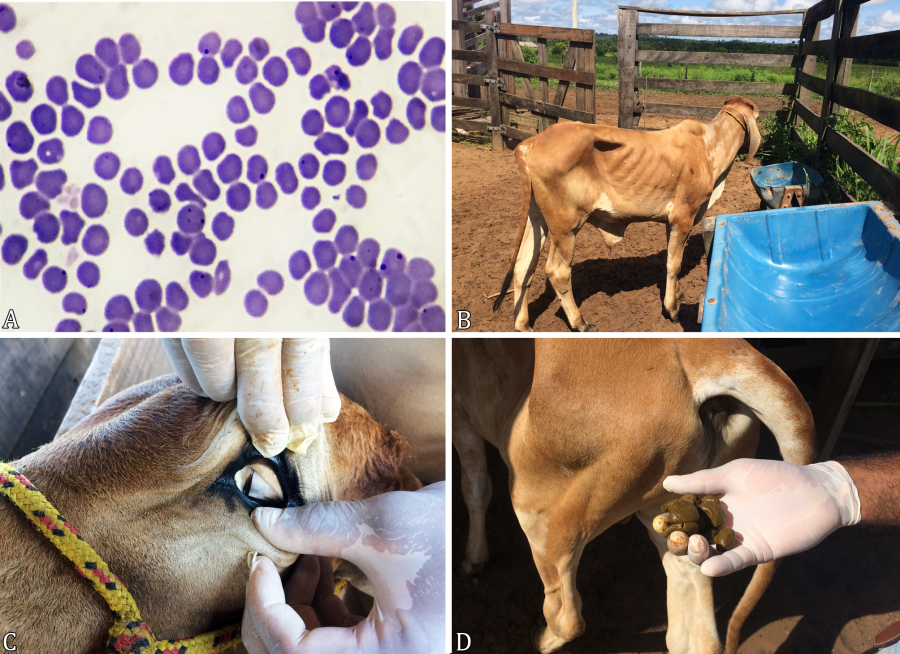SciELO - Brasil - Experimental infection by &lt;i&gt;Anaplasma marginale&lt;/i&gt; in buffaloes and cattle: clinical, hematological, molecular and pathological aspects Experimental infection by &lt;i&gt;Anaplasma marginale&lt;/i&gt; in buffaloes and cattle: clinical ...