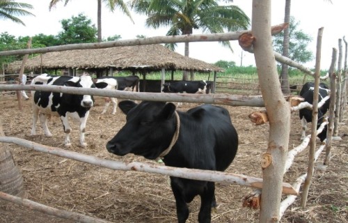 cost effective cow housingg