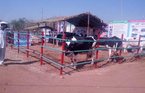 cow housing