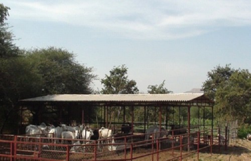 Cow Shed