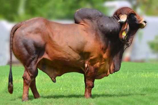 Gir - Indian Cattle Breed