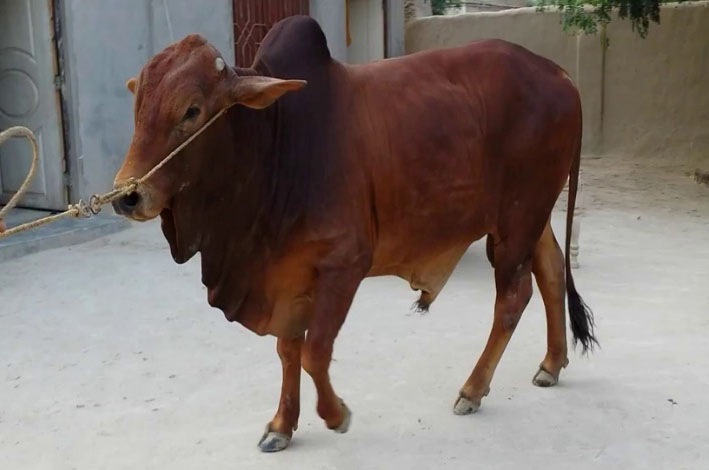 Indian breed of cattle - Sahiwal