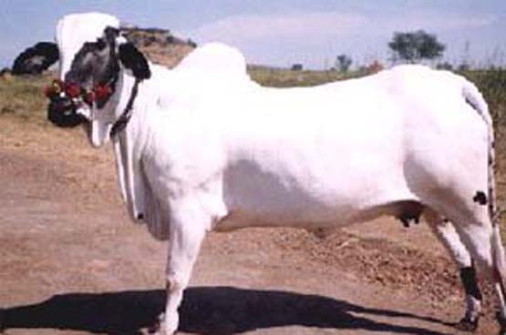 Deoni (Indian Cattle Breed)