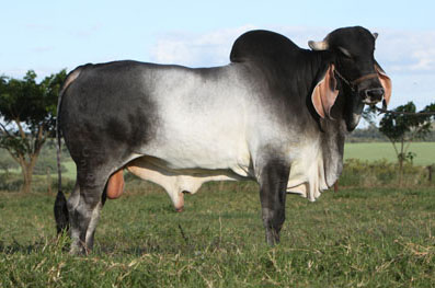 Kankrej cattle - Indian Breed