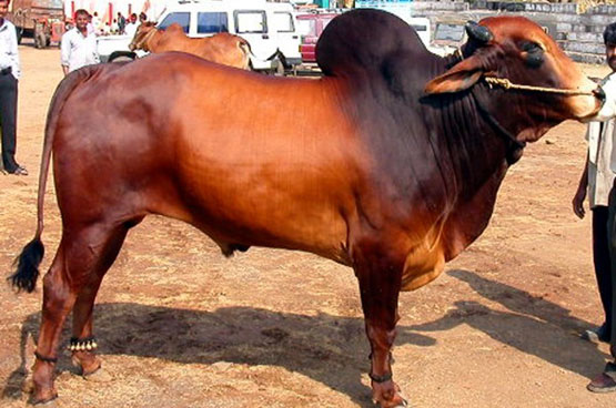 Red Kandhari - Indian Cattle Breed