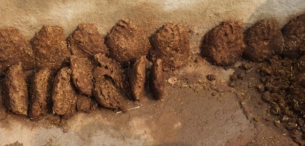 Cow Dung analysis