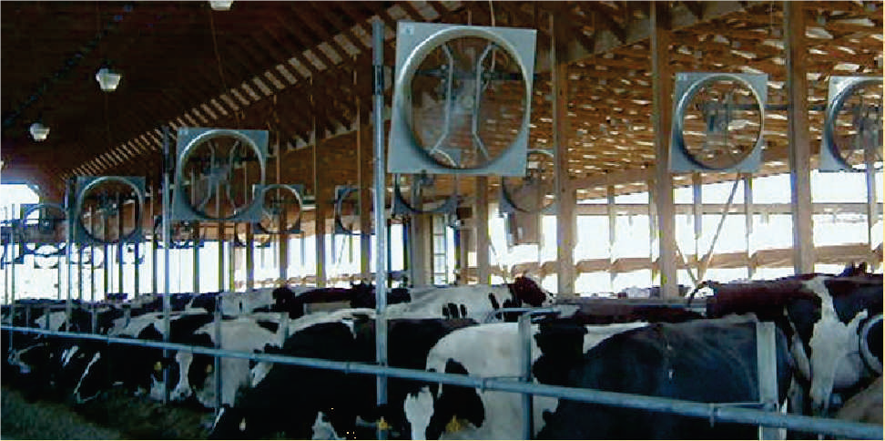 Воздух животноводческих помещений. Система вентиляции фермы КРС. Вентиляция в животноводческих помещениях. Вентилятор для фермы КРС. Вентилятор для коровника.