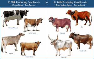 dairy farming,cow dairy farming