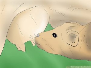Newborn Calf Management