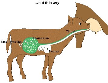 Digestive System of Ruminant