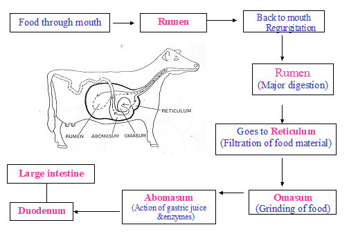 parts of ruminant stomach