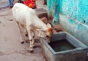 Calf drinking water