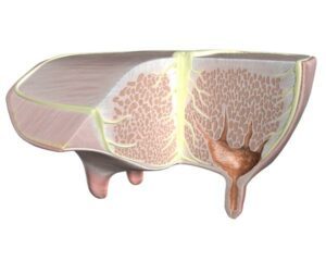 Udder Gland