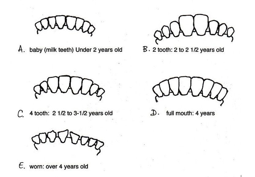 animal age excersize by teeth
