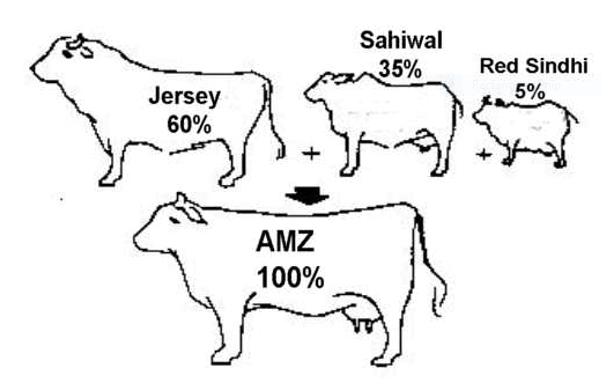jersy-cow-pic